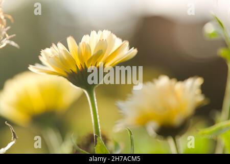 Primo piano dei marigolds della principessa di neve Pot / Calendula officinalis. Foto Stock