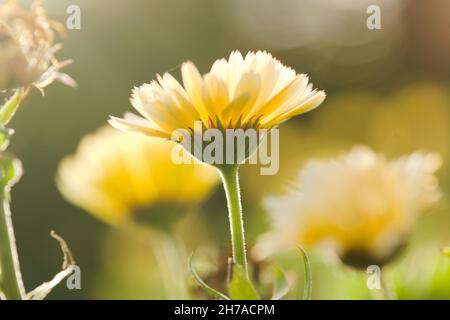 Primo piano dei marigolds della principessa di neve Pot / Calendula officinalis. Foto Stock