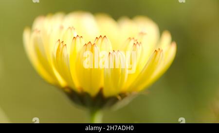 Primo piano di una principessa di neve ( Pot Marigold ) Calendula officinalis. Foto Stock