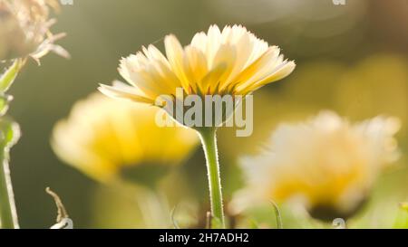 Primo piano dei marigolds della principessa di neve Pot / Calendula officinalis. Foto Stock