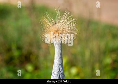 Close up rear view of the crest of a Grey Crowned Crane. Foto Stock