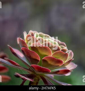 Primo piano del succulente eonio sempreverde 'Velour' Foto Stock