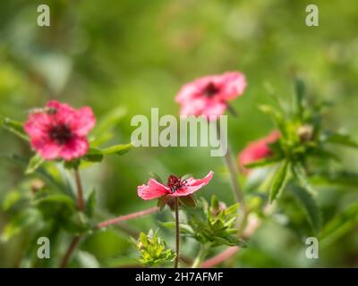 Primo piano dei fiori di Potentilla nepalensis 'Miss Willmott' in estate Foto Stock