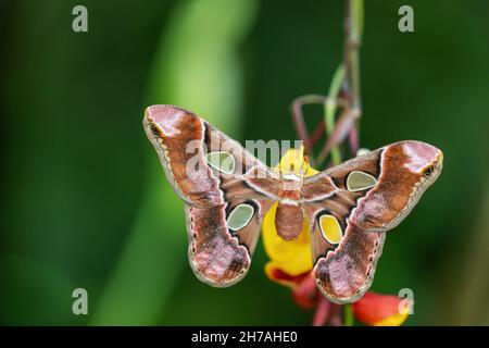 Colorato Giant Atlas Moth (atlante Attaco) con ali aperte su fiori colorati. Foto Stock