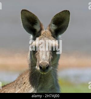 Ritratto di bella faccia di canguro grigio orientale, Macropus giganteus, nel selvaggio, allerta e fissando a macchina fotografica nella costa del Queensland Australia Foto Stock