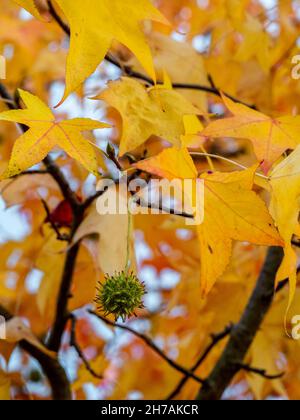 particolare di liquidambar (albero di gomma dolce) semi e foglie con sfondo sfocato - sfondo autunnale Foto Stock