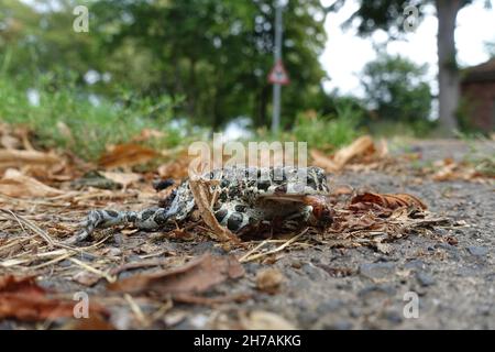 Tote Wechselkröte (Bufotes viridis) am Straßenrand Foto Stock