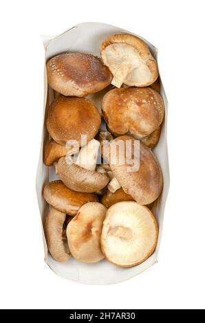 Funghi shiitake interi freschi, in un vassoio di carta rettangolare allungata Lentinula edodes, funghi commestibili, nativi dell'Asia orientale. Foto Stock