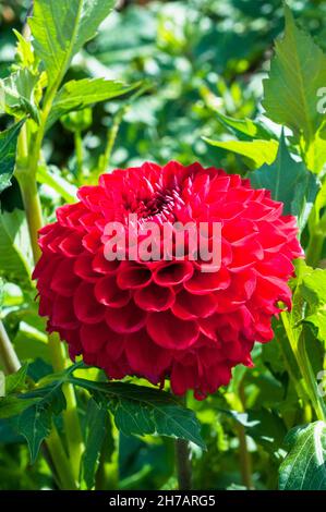 Un primo piano di un grande rosso brillante Pompon dahlia.That fiorisce per tutta l'estate Una pianta tuberosa che è un perenne deciduo e mezzo hardy Foto Stock