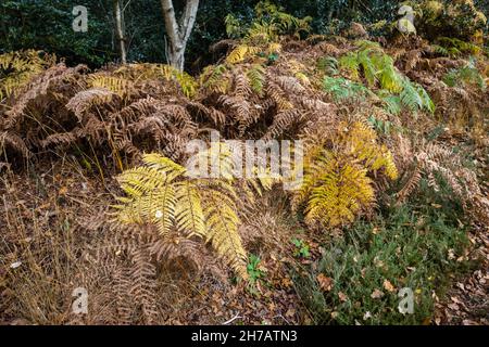 Felci marroni e fronti di bracken che muoiono di nuovo in fine autunno a inizio inverno in bosco su Smart Heath Common. Woking, Surrey, Inghilterra sud-orientale Foto Stock