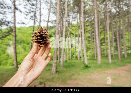 Raccolta di coni in una pineta. Il concetto di tutela ambientale e di riproduzione forestale Foto Stock