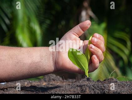 La mano del bambino protegge il germoglio del ficus nel terreno. Foto Stock