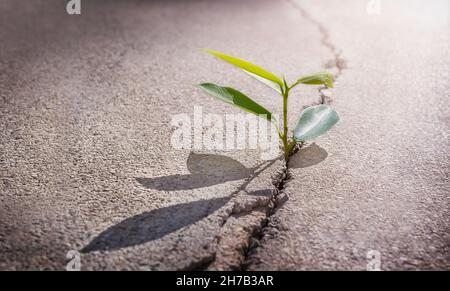 La pianta verde cresce da una crepa nell'asfalto Foto Stock