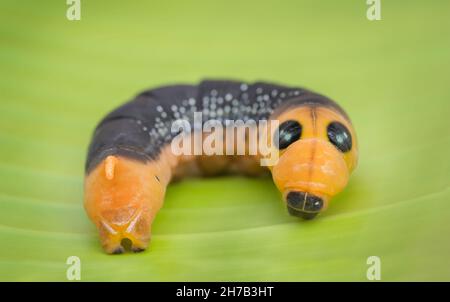 un bruco falco sulla foglia. Verme su foglia di banana Foto Stock