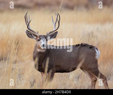 Mule Deer Male (buck) si trova davanti alla telecamera di Rocky Mountain Arsenal National Wildlife Refuge Colorado, USA Foto Stock