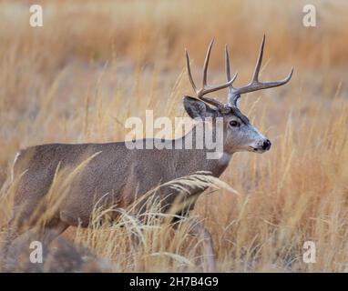 Mule cervo maschio (buck) alla ricerca di femmina (doe) durante il rut autunnale al Rocky Mountain Arsenal National Wildlife Refuge Colorado, Stati Uniti Foto Stock