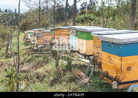 Gruppo di alveari di api per il raccolto nel campo, concetto di apicoltura Foto Stock