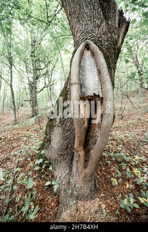 un buco insolito e spaventoso grande cava in un vecchio albero in una foresta misteriosa Foto Stock