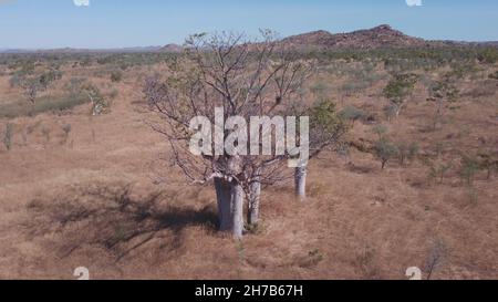 vista aerea ad angolo alto che vola via da un albero di boab nel kimberley Foto Stock