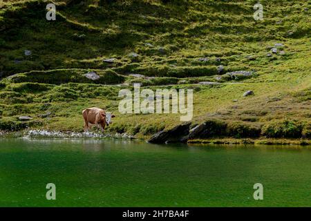 Mucca pascoli intorno al lago Bachalpsee, situato al di fuori dei sentieri escursionistici sulle pendici del primo, vicino Grindelwald, Svizzera Foto Stock