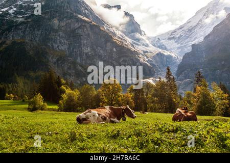 Le mucche riposano nei pascoli auturmici, sotto l'Oberer Grindelwaldgletscher nell'Oberland bernese a Grindelwald, in Svizzera, al mattino presto con i raggi del sole. Foto Stock