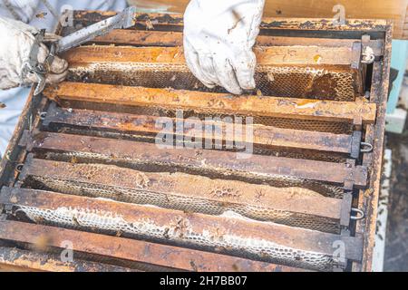 Primo piano delle mani con guanti protettivi che estrarano una cornice a nido d'ape dal miele Foto Stock