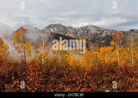 Fogliame autunnale, Big Cottonwood Canyon, Wasatch Mountains, Utah Foto Stock