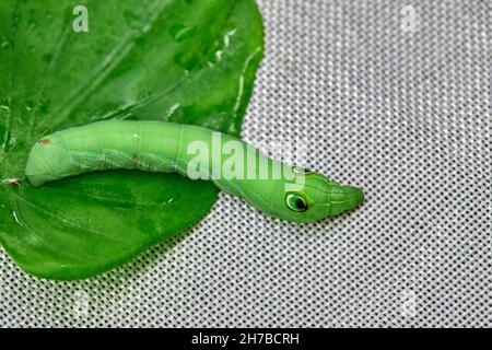 Grande bruco verde pomodoro hornworm su sfondo bianco Foto Stock