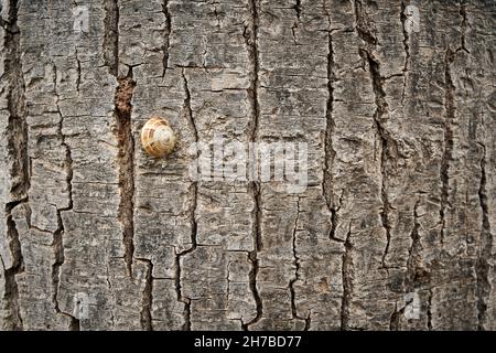 Fotografia astratta di una chiocciola comune, si addetta alla corteccia grezza e grigia di un albero di Pioppo, Foto Stock