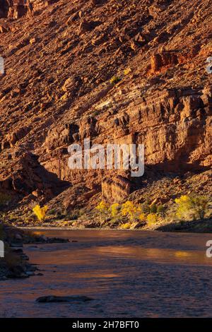 Gli alberi di Cottonwood in autunno si riflettono nel fiume Colorado, Utah Foto Stock