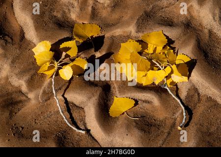 Foglie di Cottonwood nel letto secco del fiume, Arches National Park, Utah Foto Stock