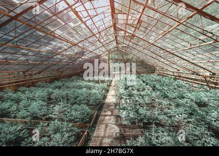 Coltivare abeti e pini giovani e altri conifere in un vivaio in una vecchia serra d'annata Foto Stock