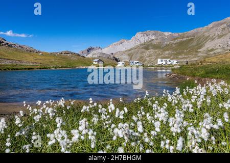 ALPES DE HAUTE-PROVENCE, 04, VALLE DI UBAYE, JAUSIERS, IL COL DE LA BONNETTE È UNA STRADA DI PASSO DI MONTAGNA A 2715 METRI DI ALTITUDINE, IL LAGO ESSAUPRES, COTONE Foto Stock