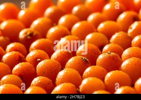 ALPES DE HAUTE-PROVENCE, 04, VALLE DELL'UBAYE, VILLAGGIO DI ENCHASTRAYES, AGRICOLTORE DAVID VIVEAU, PRODUTTORE DI BACCHE DI BUCKHORN DI MARE, COLTIVAZIONE, RACCOLTA E P Foto Stock