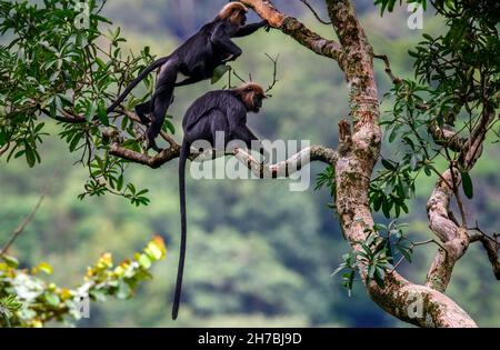 Nilgiri Langur scimmia runningand saltando su un albero nel suo habitat naturale in fitta foresta verde. Questo primate ha pelliccia nera lucida e coda lunga. Foto Stock