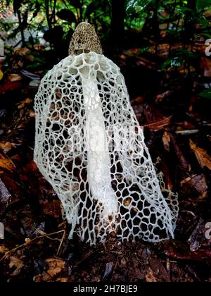 Veniled Lady fungi (phallus indusiatus) fungo comune mangiabile in foreste pluviali tropicali Foto Stock