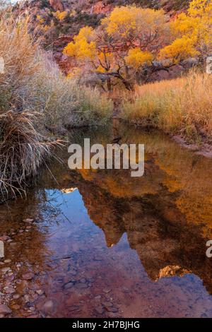 Il Fremont Cottonwood si è riflesso nel flusso in autunno, il Parco Nazionale di Zion, Utah Foto Stock