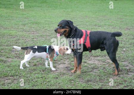 Rottweiler e il cane Beagle si incontrano e si conoscono al parco dei cani. Concetto di socializzazione del cane. Foto Stock