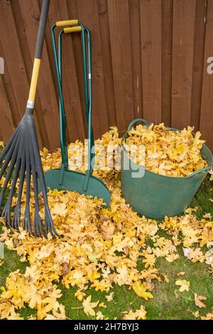 Autunnale caduta foglia schiarimento utilizzando rastrello, foglie grabbers e Trug, UK Foto Stock