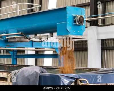 Pasto di pollo caricato su un camion. Il pasto di pollo è un pasto ricco di proteine che è fatto da sottoprodotti di pollo come ossa, intestini, teste ecc. C Foto Stock