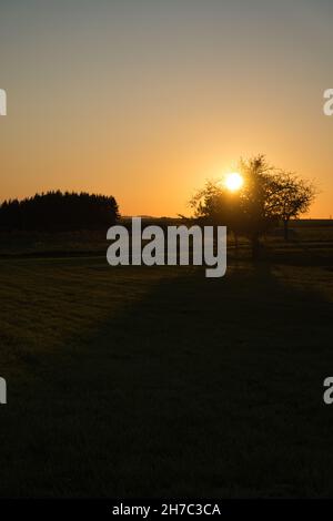 Albero su un prato attraverso il quale il sole che tramonta brilla sete. In un campo al bordo della foresta Foto Stock