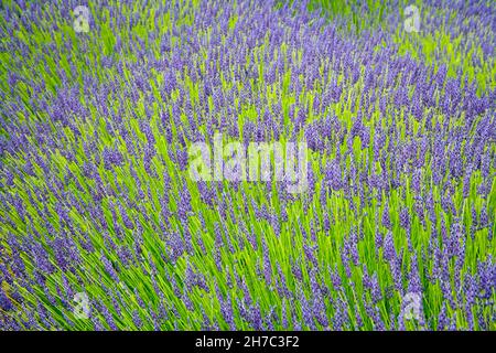 campi di lavanda che crescono nel nord del norfolk Foto Stock