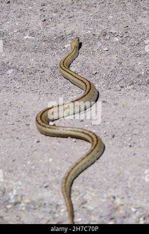 Rettili nel loro ambiente naturale. Foto Stock