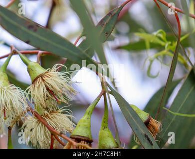 Fuoco selettivo di fiori di eucalipto Foto Stock