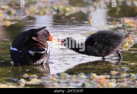 Moorhen e pulcini che si nutrono in un laghetto nel Belfast City Centre con rifiuti di plastica, sotto forma di un globo del mondo, nell'acqua Foto Stock