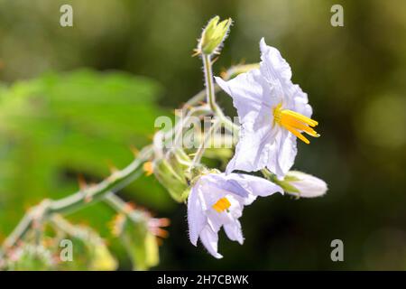 Fiori del pomodoro litchi - Solanum sisymbriifolium Foto Stock