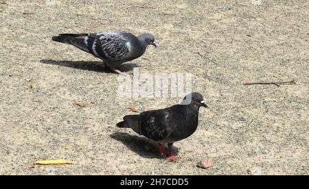 Due piccioni che camminano a terra, uccelli in natura Foto Stock