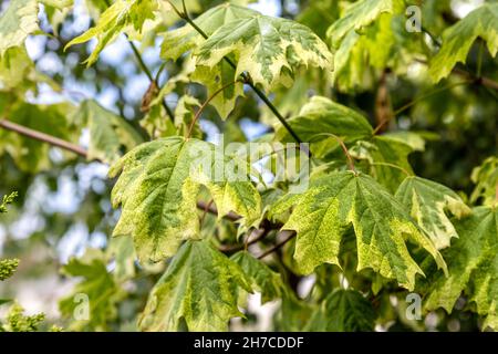 Primo piano delle foglie di un acero norvegese variegato (Acer platanoides 'rummondii'), mostra Forest for Change, cortile della Somerset House, Londra, Regno Unito Foto Stock