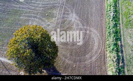 Primo piano veduta aerea di parte di un campo in Coldblow Farm, vicino Ripple vale, Kent Foto Stock