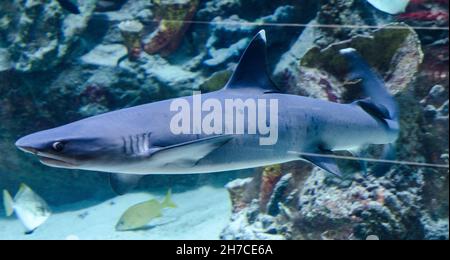 Squalo che nuota in acquario profondo e guarda la macchina fotografica Foto Stock